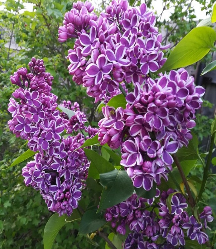 Сирень обыкновенная Сенсация  1 шт Р9